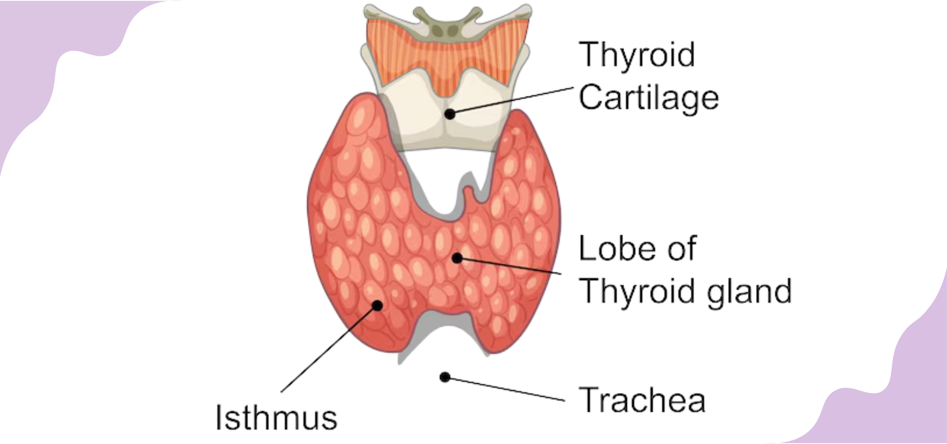 Thyroid Cancer